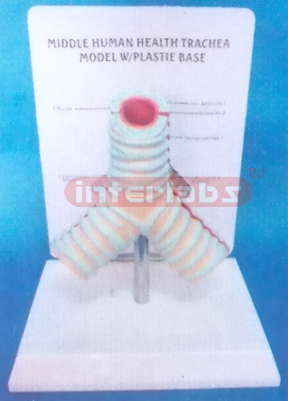 MIDDLE HUMAN HEALTH TRACHEA MODEL WITH PLASTIC BASE